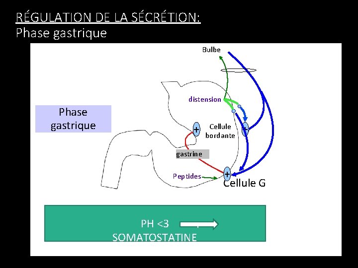 RÉGULATION DE LA SÉCRÉTION: Phase gastrique Bulbe distension Phase gastrique + Cellule bordante +