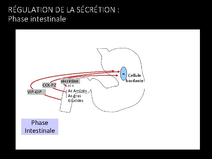 RÉGULATION DE LA SÉCRÉTION : Phase intestinale CCK-PZ VIP-GIP Phase Intestinale sécrétine H+ Ac