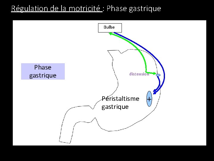 Régulation de la motricité : Phase gastrique Bulbe Phase gastrique distension Péristaltisme gastrique +