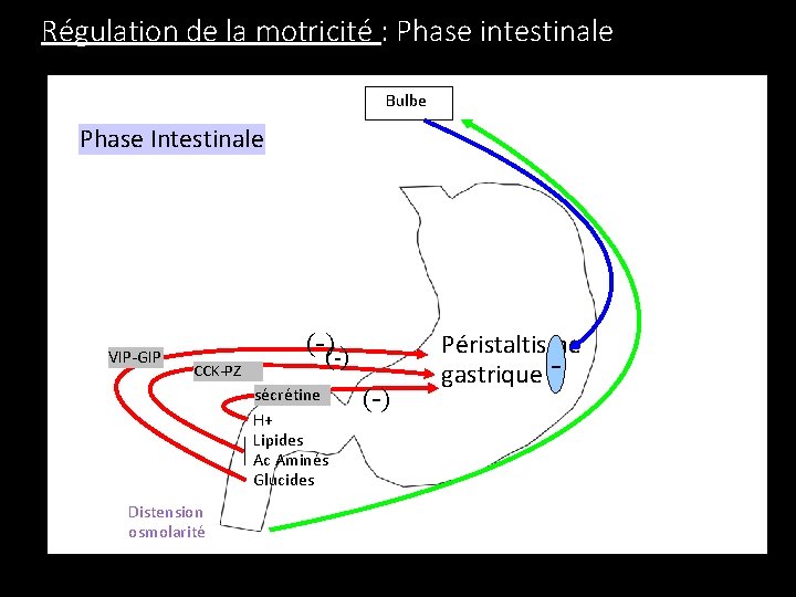 Régulation de la motricité : Phase intestinale Bulbe Phase Intestinale VIP-GIP CCK-PZ (-) sécrétine