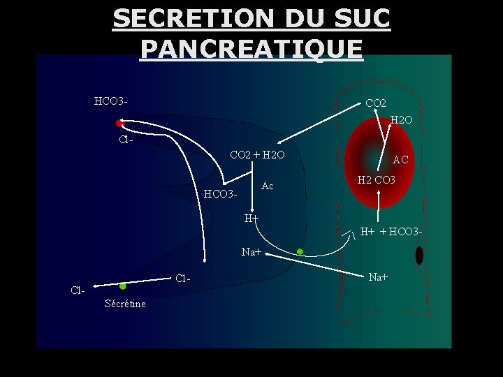 SECRETION DU SUC PANCREATIQUE HCO 3 - CO 2 H 2 O Cl. CO