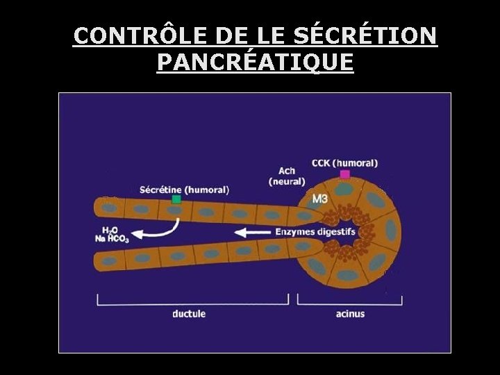 CONTRÔLE DE LE SÉCRÉTION PANCRÉATIQUE 