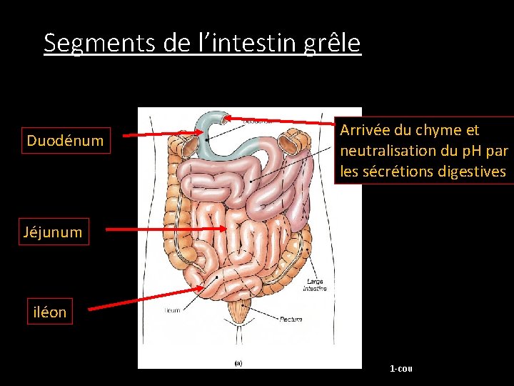 Segments de l’intestin grêle Duodénum Arrivée du chyme et neutralisation du p. H par