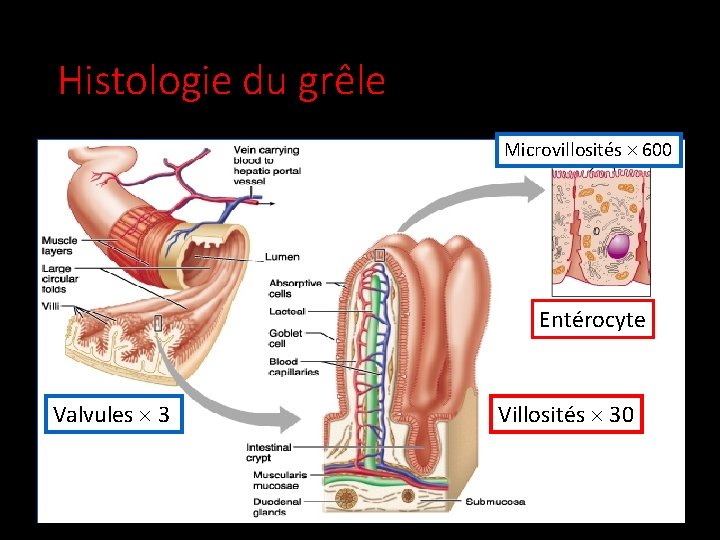 Histologie du grêle Microvillosités 600 Entérocyte Valvules 3 Villosités 30 1 -cours-overview-57 