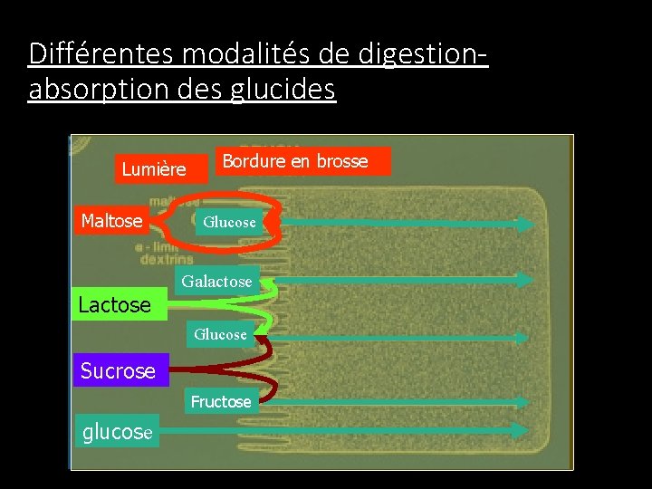 Différentes modalités de digestionabsorption des glucides Lumière Maltose Lactose Bordure en brosse Glucose Galactose