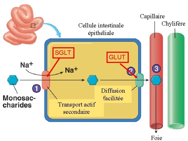Cellule intestinale épithéliale SGLT Transport actif secondaire Capillaire Chylifère GLUT Diffusion facilitée 14 -digestion-absorptionglucides-84