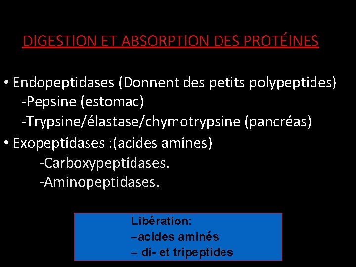 DIGESTION ET ABSORPTION DES PROTÉINES • Endopeptidases (Donnent des petits polypeptides) -Pepsine (estomac) -Trypsine/élastase/chymotrypsine