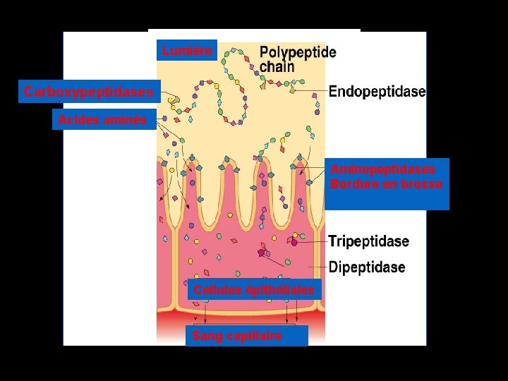 Lumière Carboxypeptidases Acides aminés Aminopeptidases Bordure en brosse Cellules épithéliales Sang capillaire 