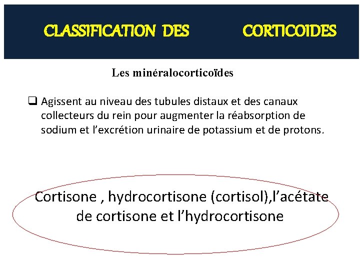 CLASSIFICATION DES CORTICOIDES Les minéralocorticoïdes q Agissent au niveau des tubules distaux et des