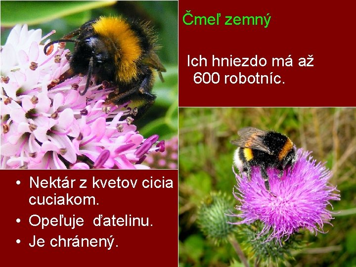 Čmeľ zemný Ich hniezdo má až 600 robotníc. • Nektár z kvetov cicia cuciakom.