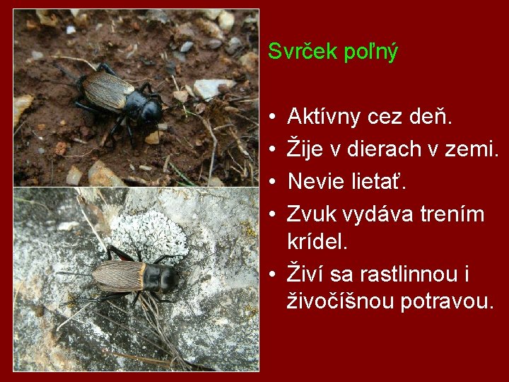 Svrček poľný • • Aktívny cez deň. Žije v dierach v zemi. Nevie lietať.