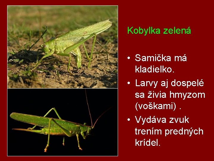 Kobylka zelená • Samička má kladielko. • Larvy aj dospelé sa živia hmyzom (voškami).