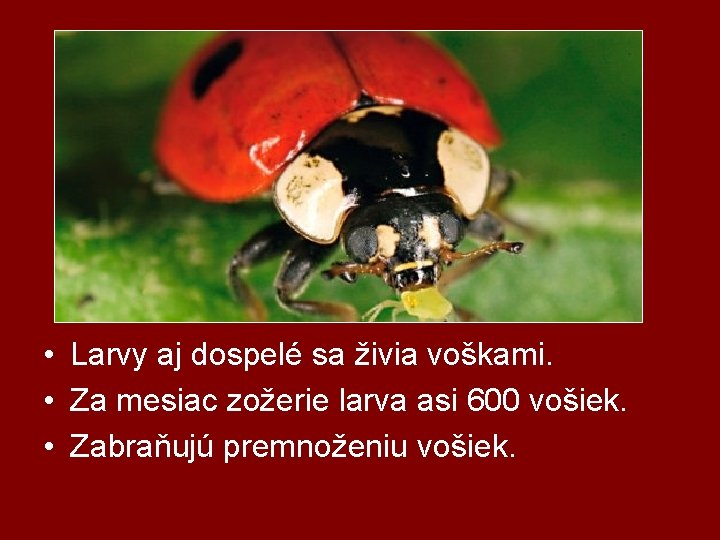  • Larvy aj dospelé sa živia voškami. • Za mesiac zožerie larva asi