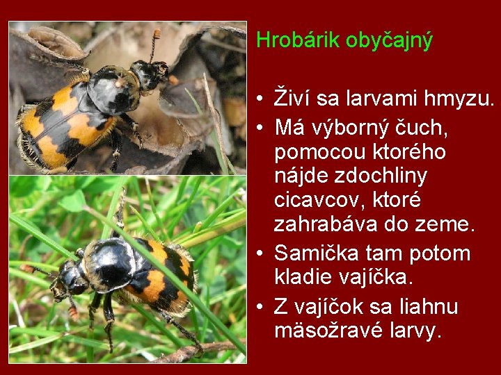 Hrobárik obyčajný • Živí sa larvami hmyzu. • Má výborný čuch, pomocou ktorého nájde