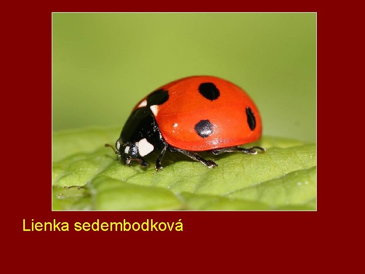 Lienka sedembodková 