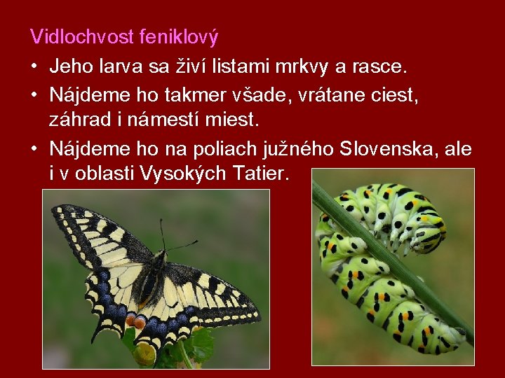 Vidlochvost feniklový • Jeho larva sa živí listami mrkvy a rasce. • Nájdeme ho