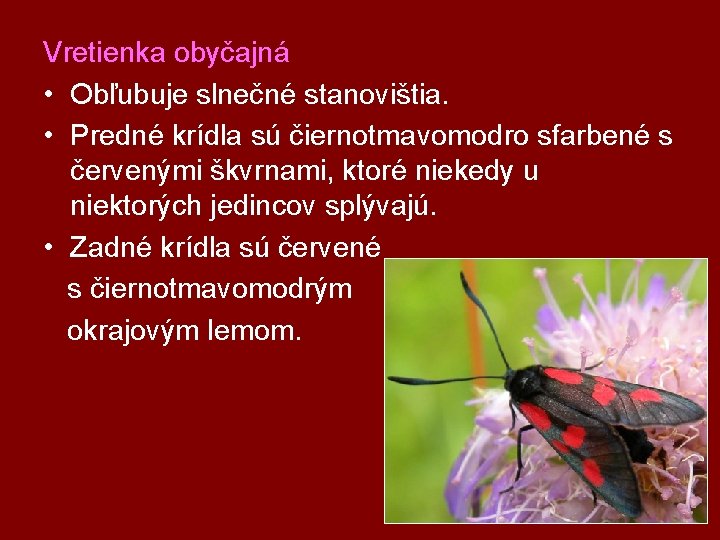 Vretienka obyčajná • Obľubuje slnečné stanovištia. • Predné krídla sú čiernotmavomodro sfarbené s červenými