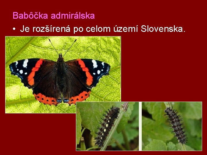 Babôčka admirálska • Je rozšírená po celom území Slovenska. 