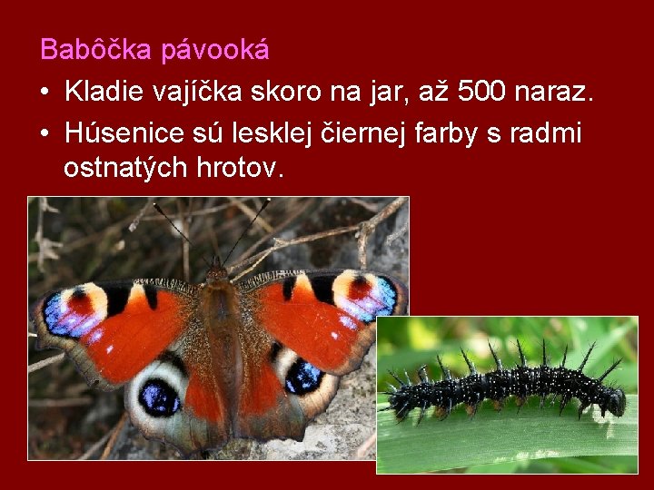 Babôčka pávooká • Kladie vajíčka skoro na jar, až 500 naraz. • Húsenice sú