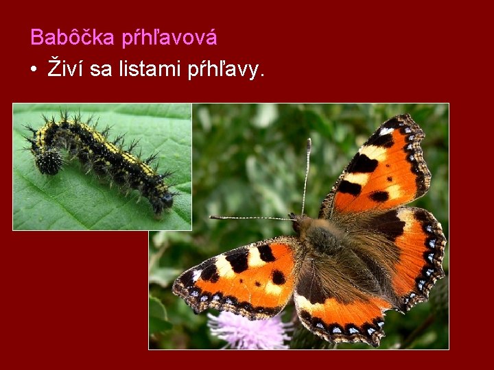 Babôčka pŕhľavová • Živí sa listami pŕhľavy. 