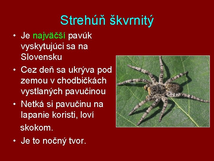 Strehúň škvrnitý • Je najväčší pavúk vyskytujúci sa na Slovensku • Cez deň sa