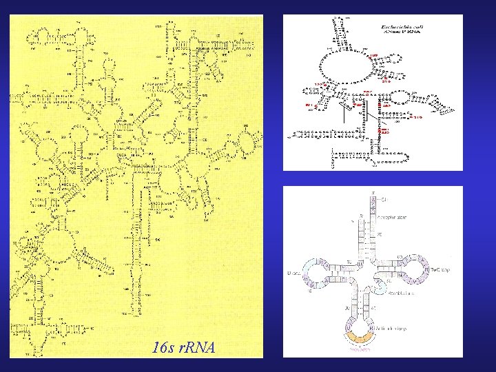 16 s r. RNA 