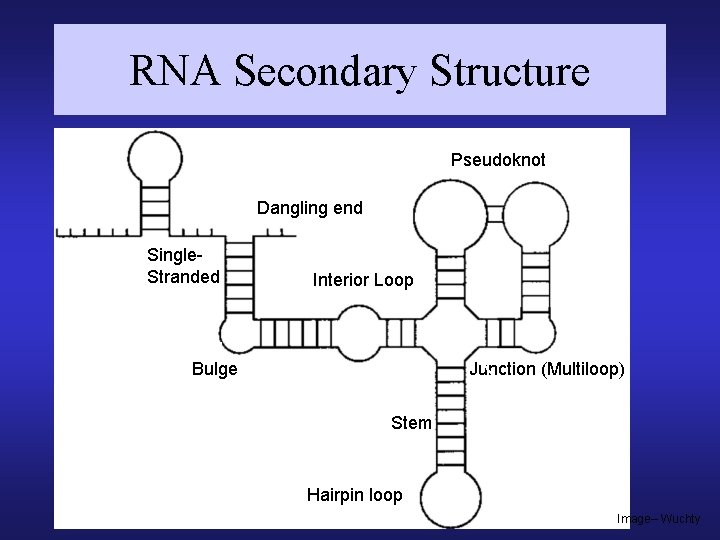 RNA Secondary Structure Pseudoknot Dangling end Single. Stranded Interior Loop Bulge Junction (Multiloop) Stem