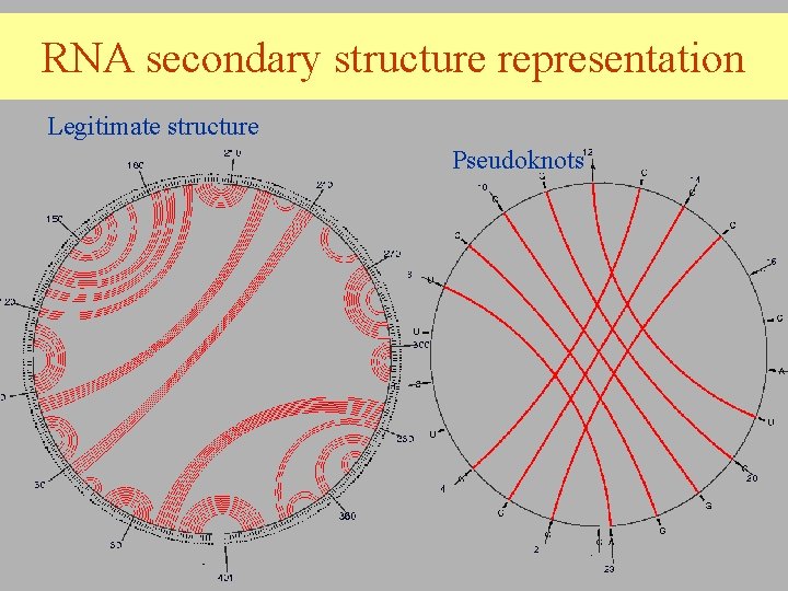 RNA secondary structure representation Legitimate structure Pseudoknots 