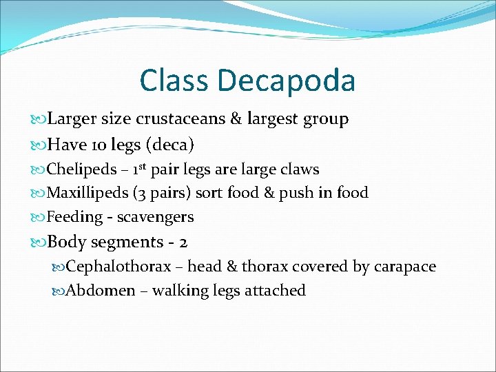 Class Decapoda Larger size crustaceans & largest group Have 10 legs (deca) Chelipeds –
