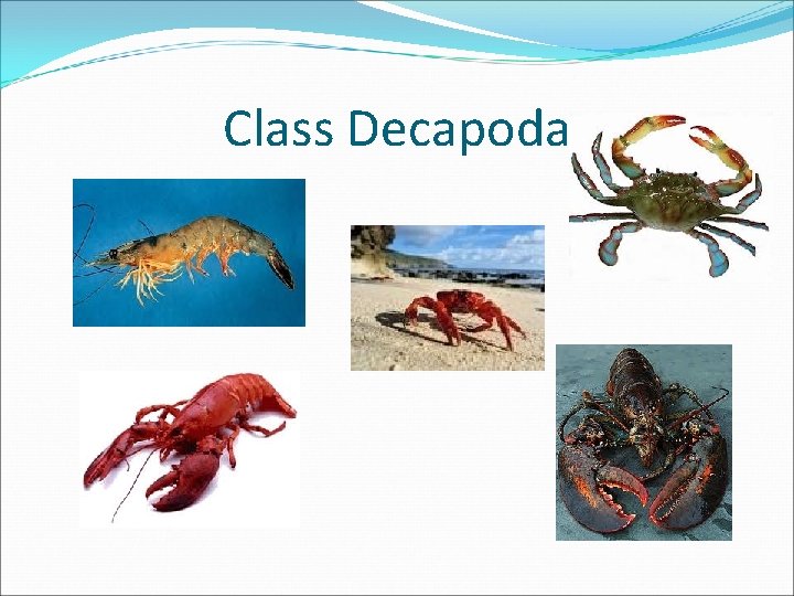 Class Decapoda 