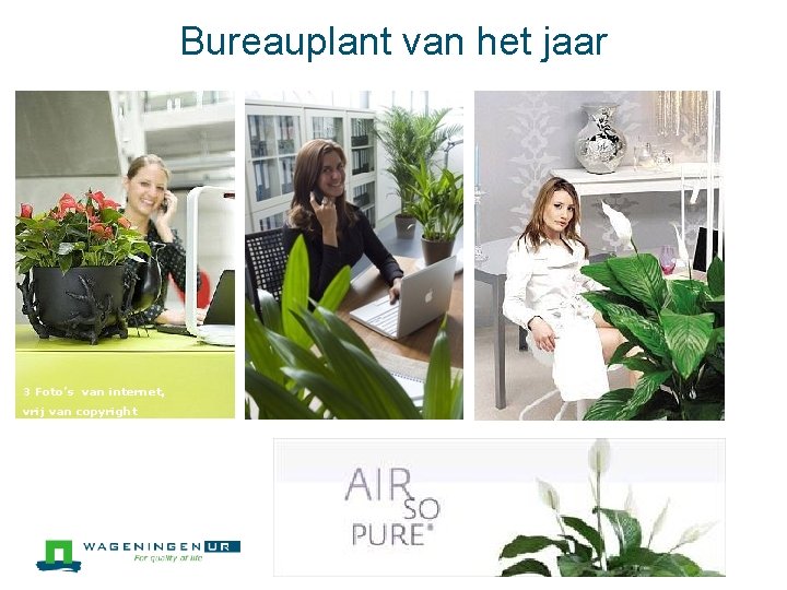 Bureauplant van het jaar 3 Foto’s van internet, vrij van copyright 