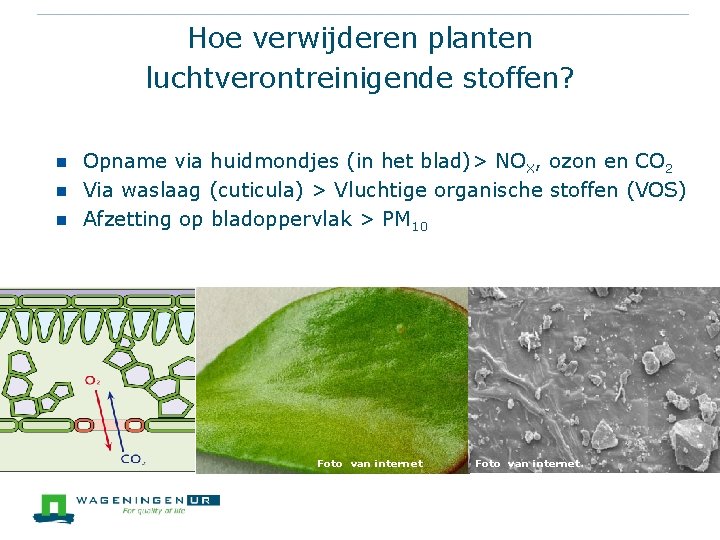 Hoe verwijderen planten luchtverontreinigende stoffen? n n n Opname via huidmondjes (in het blad)>