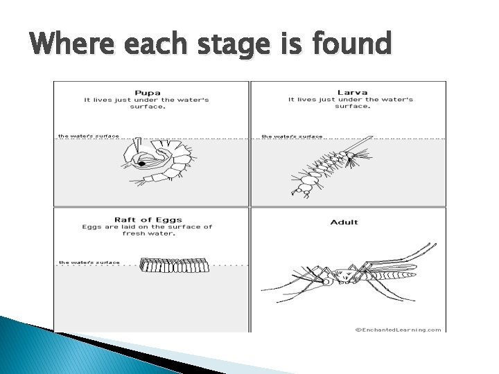 Where each stage is found 