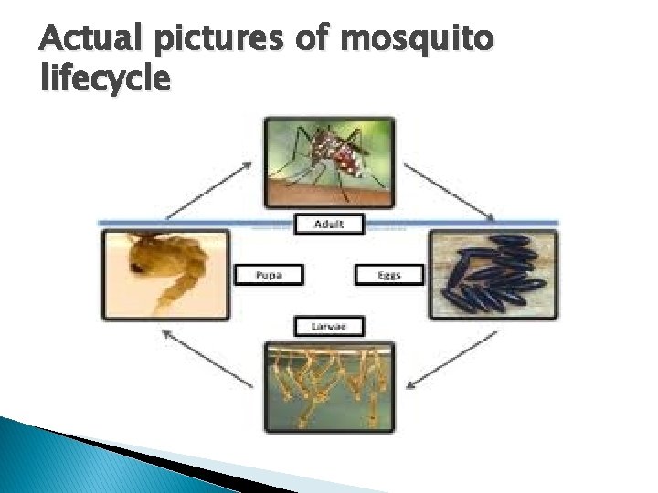 Actual pictures of mosquito lifecycle 
