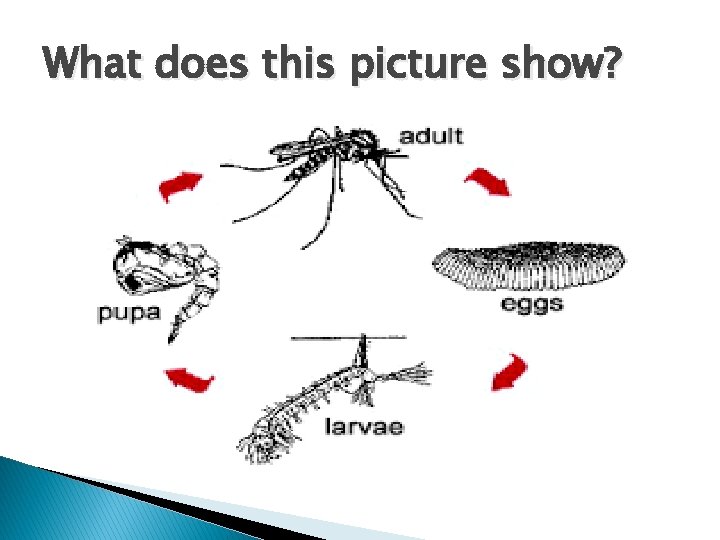 What does this picture show? 