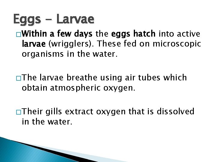Eggs - Larvae � Within a few days the eggs hatch into active larvae