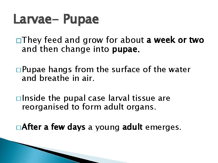 Larvae- Pupae � They feed and grow for about a week or two and