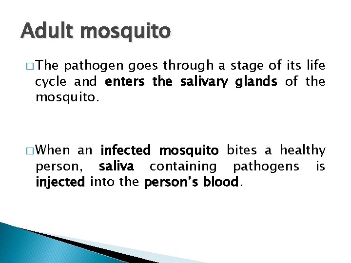 Adult mosquito � The pathogen goes through a stage of its life cycle and