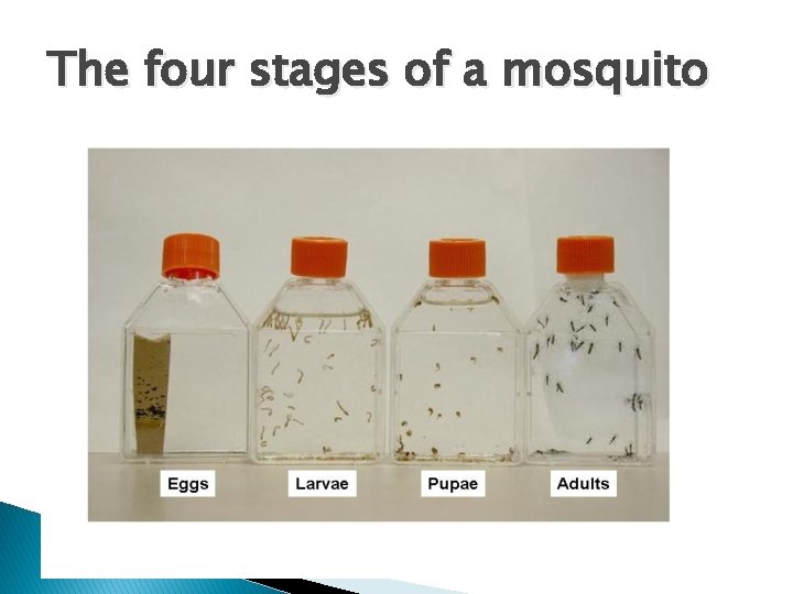 The four stages of a mosquito 