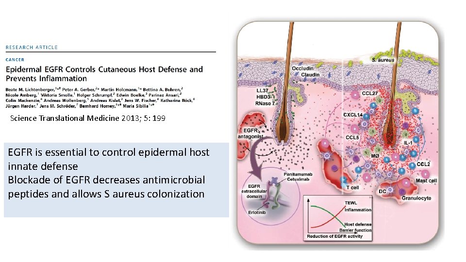 Science Translational Medicine 2013; 5: 199 EGFR is essential to control epidermal host innate