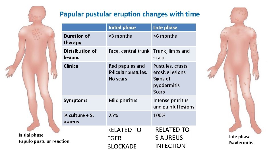 Papular pustular eruption changes with time Initial phase Late phase Duration of therapy <3