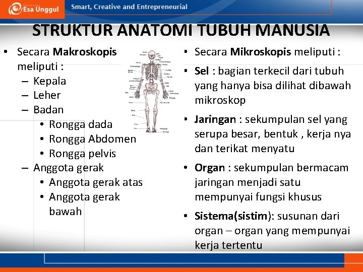 STRUKTUR ANATOMI TUBUH MANUSIA • Secara Makroskopis meliputi : – Kepala – Leher –