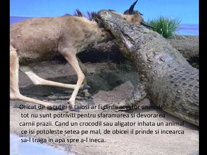 Oricat de ascutiti si taiosi ar fi dintii acestor animale, tot nu sunt potriviti