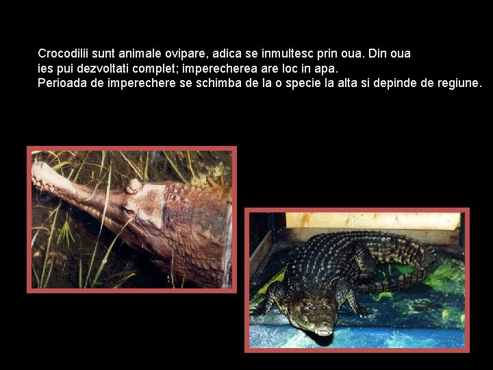 Crocodilii sunt animale ovipare, adica se inmultesc prin oua. Din oua ies pui dezvoltati