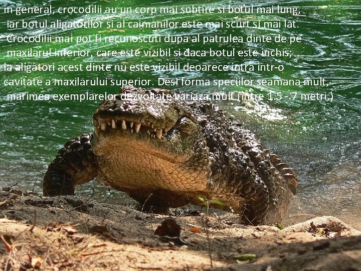 in general, crocodilii au un corp mai subtire si botul mai lung, iar botul