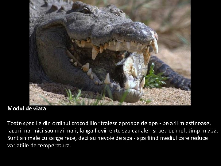 Modul de viata Toate speciile din ordinul crocodililor traiesc aproape de ape - pe