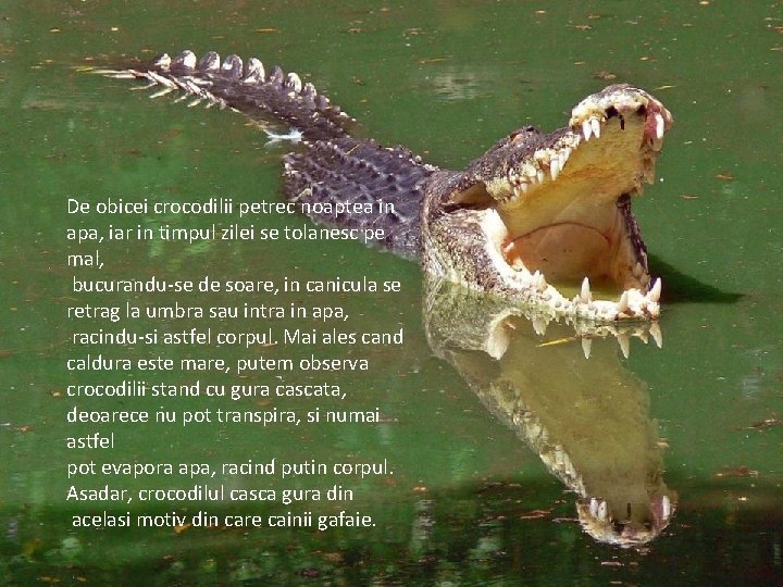 De obicei crocodilii petrec noaptea in apa, iar in timpul zilei se tolanesc pe