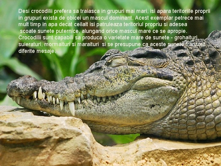 Desi crocodilii prefera sa traiasca in grupuri mari, isi apara teritoriile proprii in grupuri