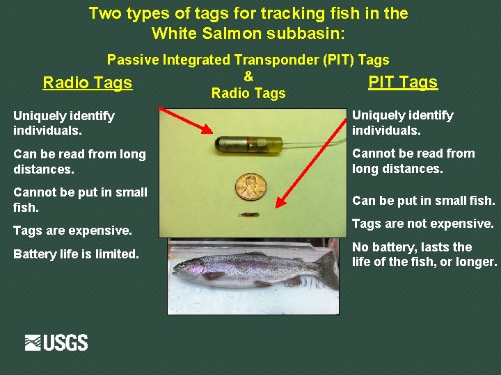 Two types of tags for tracking fish in the White Salmon subbasin: Radio Passive