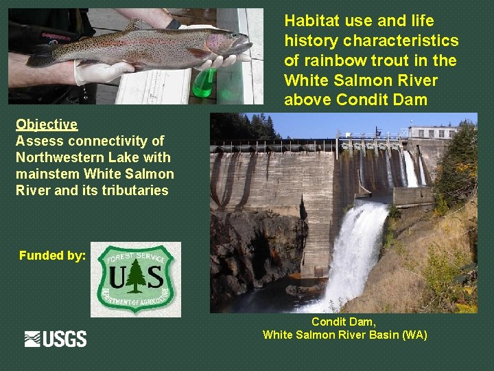 Habitat use and life history characteristics of rainbow trout in the White Salmon River